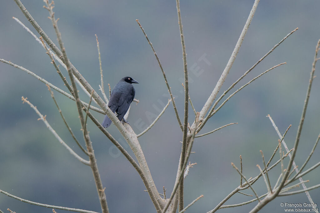 Giant Cowbird