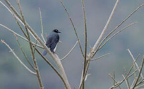 Giant Cowbird