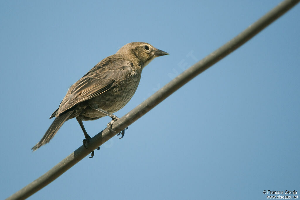 Shiny Cowbirdjuvenile