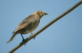 Shiny Cowbird