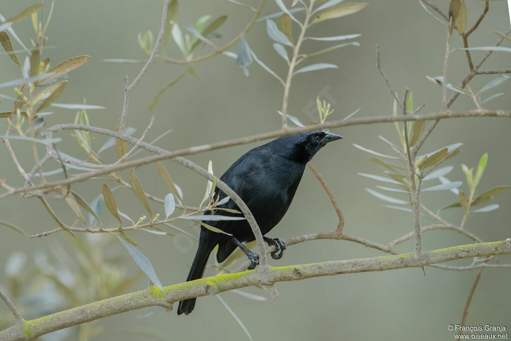 Shiny Cowbird male