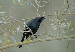 Shiny Cowbird