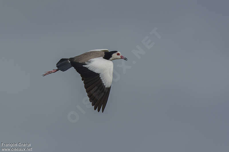 Vanneau à ailes blanchesadulte, Vol