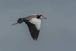 Long-toed Lapwing