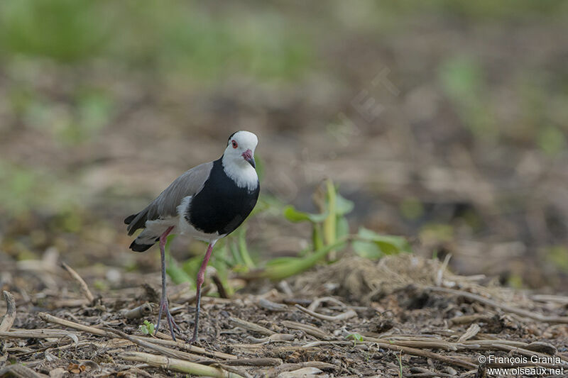 Long-toed Lapwingadult