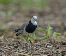 Vanneau à ailes blanches