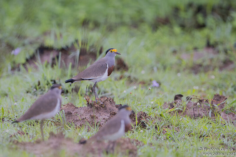 Brown-chested Lapwingadult