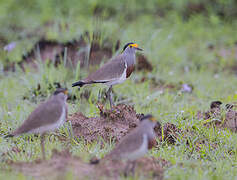 Brown-chested Lapwing