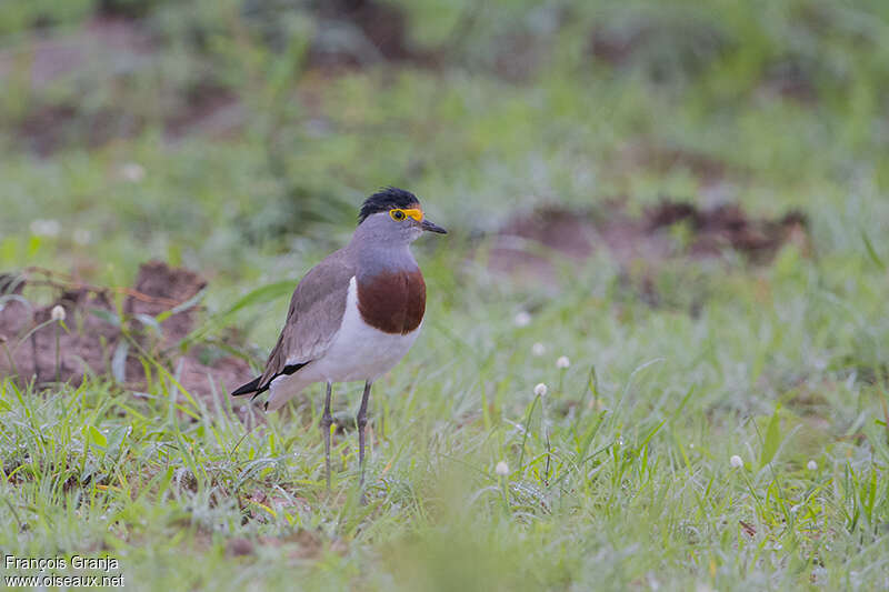 Vanneau à poitrine châtaineadulte, identification