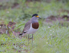 Brown-chested Lapwing