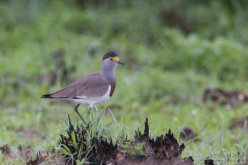 Brown-chested Lapwingadult