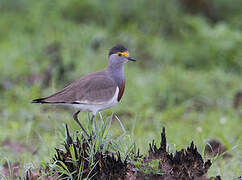 Brown-chested Lapwing