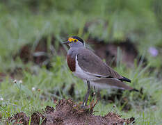 Brown-chested Lapwing