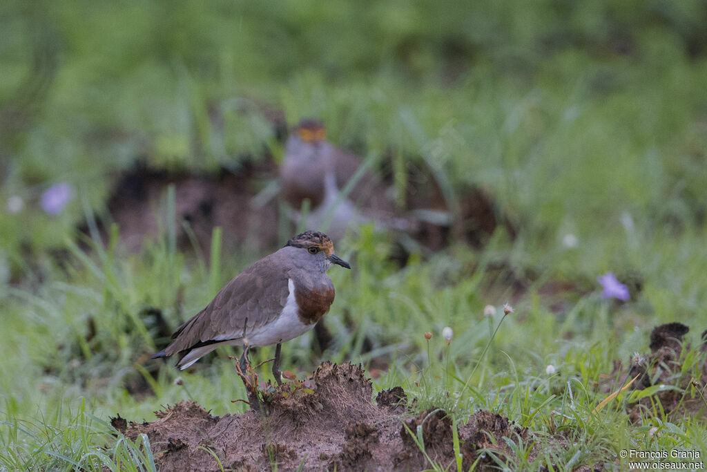 Brown-chested Lapwing