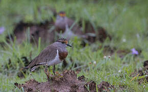 Brown-chested Lapwing