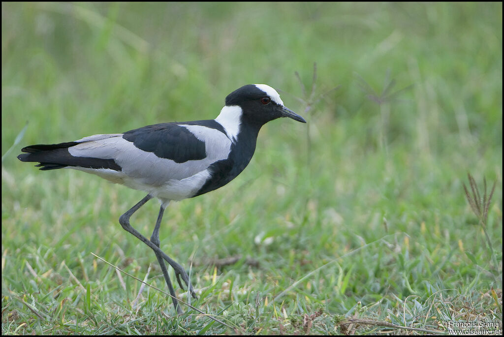 Blacksmith Lapwing