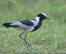 Blacksmith Lapwing