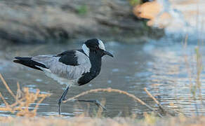 Blacksmith Lapwing