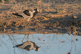 Blacksmith Lapwing