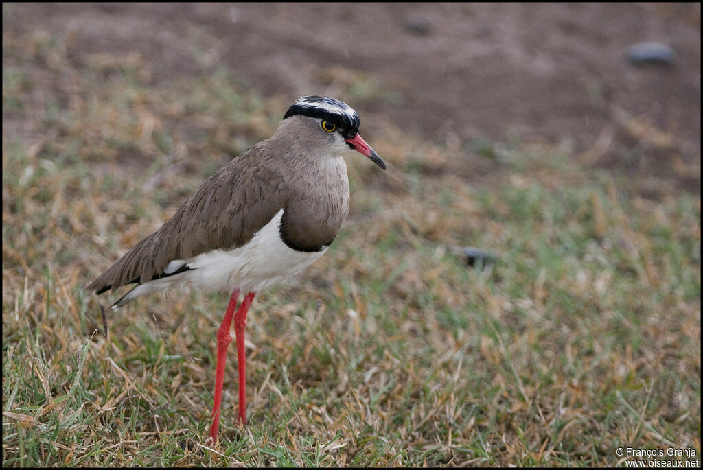 Crowned Lapwing