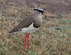 Crowned Lapwing