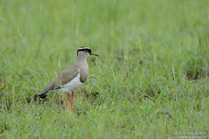 Crowned Lapwing