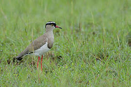 Crowned Lapwing