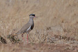 Crowned Lapwing