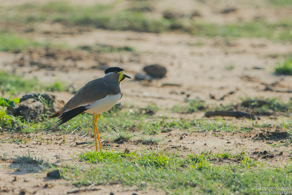 Yellow-wattled Lapwing