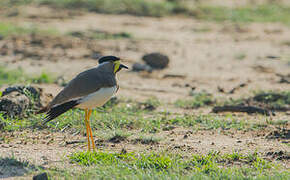 Yellow-wattled Lapwing