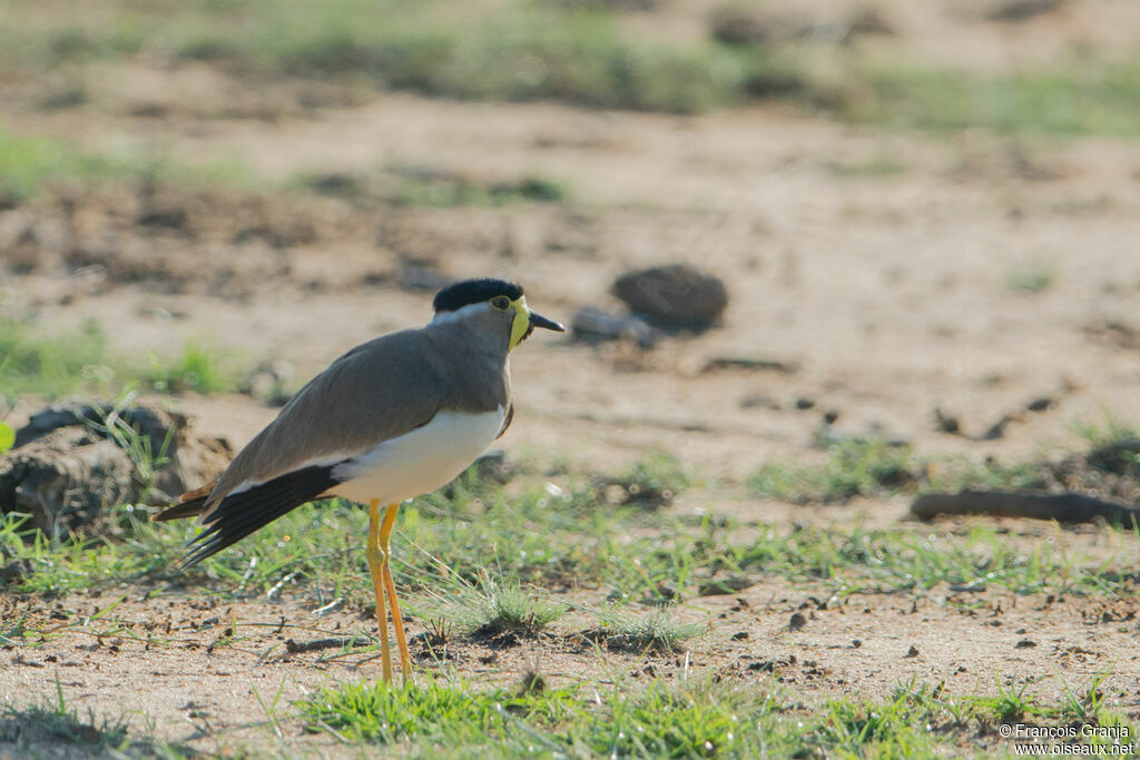 Yellow-wattled Lapwing