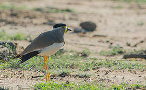 Yellow-wattled Lapwing