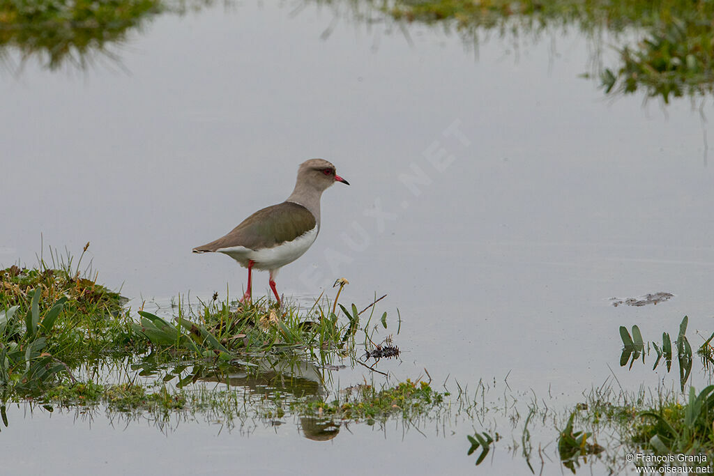 Andean Lapwing