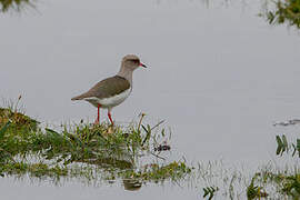 Andean Lapwing