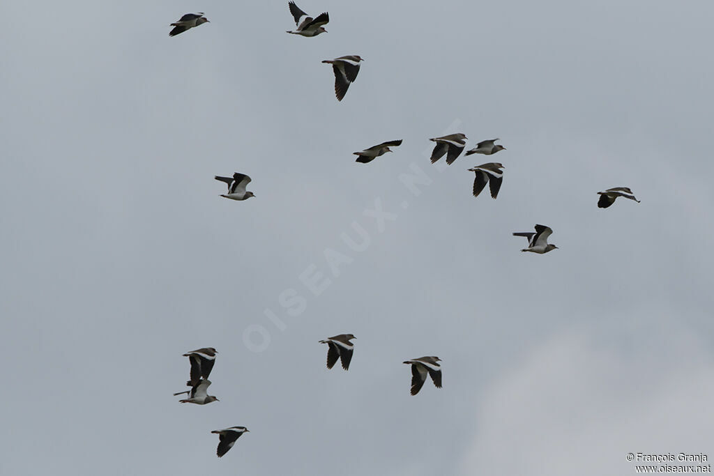 Andean Lapwing