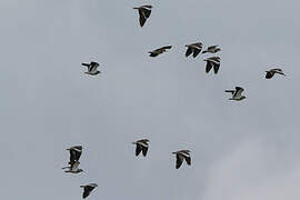 Andean Lapwing