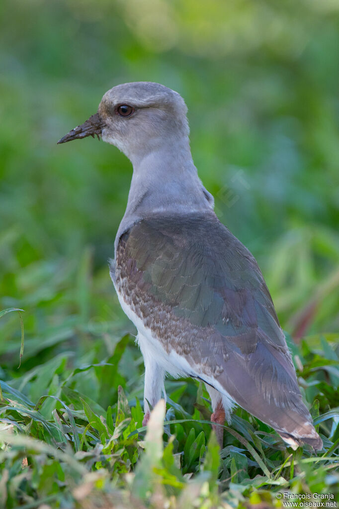 Andean Lapwingjuvenile