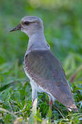 Andean Lapwing