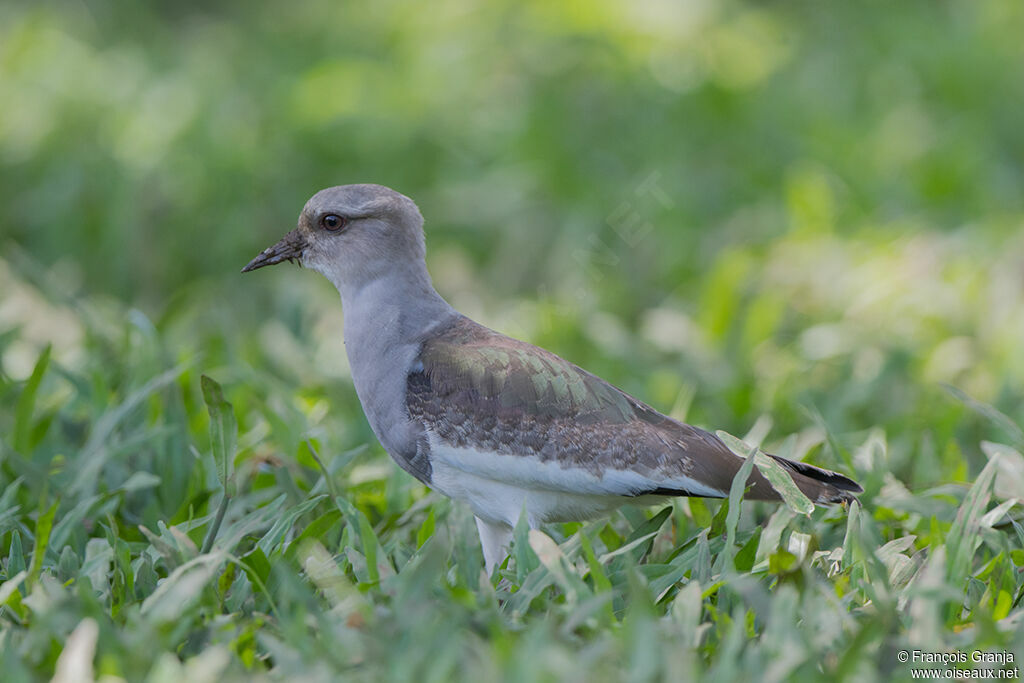 Andean Lapwingjuvenile