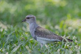 Andean Lapwing