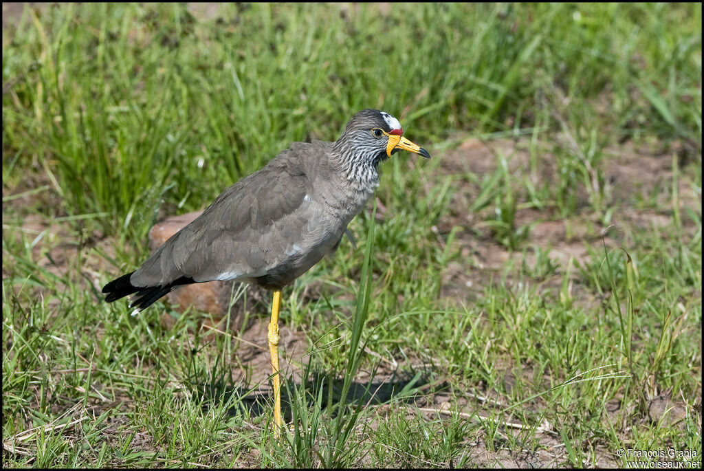 African Wattled Lapwing