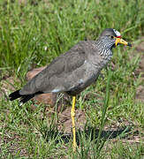 African Wattled Lapwing