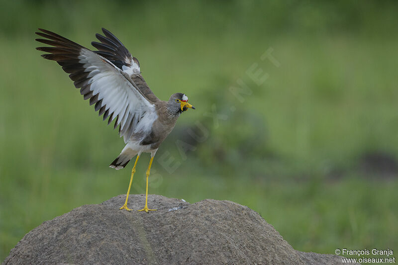 African Wattled Lapwing