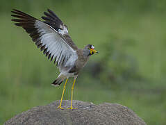 African Wattled Lapwing