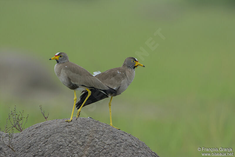 African Wattled Lapwingadult