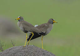 African Wattled Lapwing