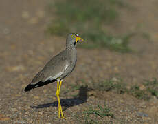 African Wattled Lapwing