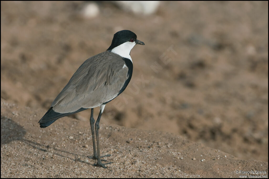 Spur-winged Lapwing