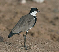 Spur-winged Lapwing