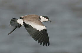 Spur-winged Lapwing